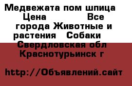 Медвежата пом шпица › Цена ­ 40 000 - Все города Животные и растения » Собаки   . Свердловская обл.,Краснотурьинск г.